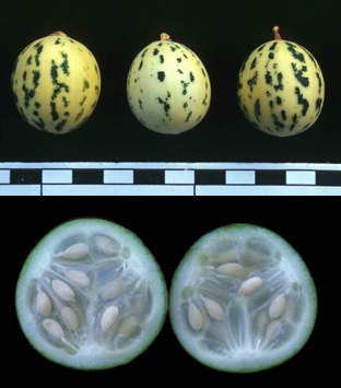 Vue extérieure d’un melon sauvage (échelle = 1 cm) et coupe transversale du fruit
